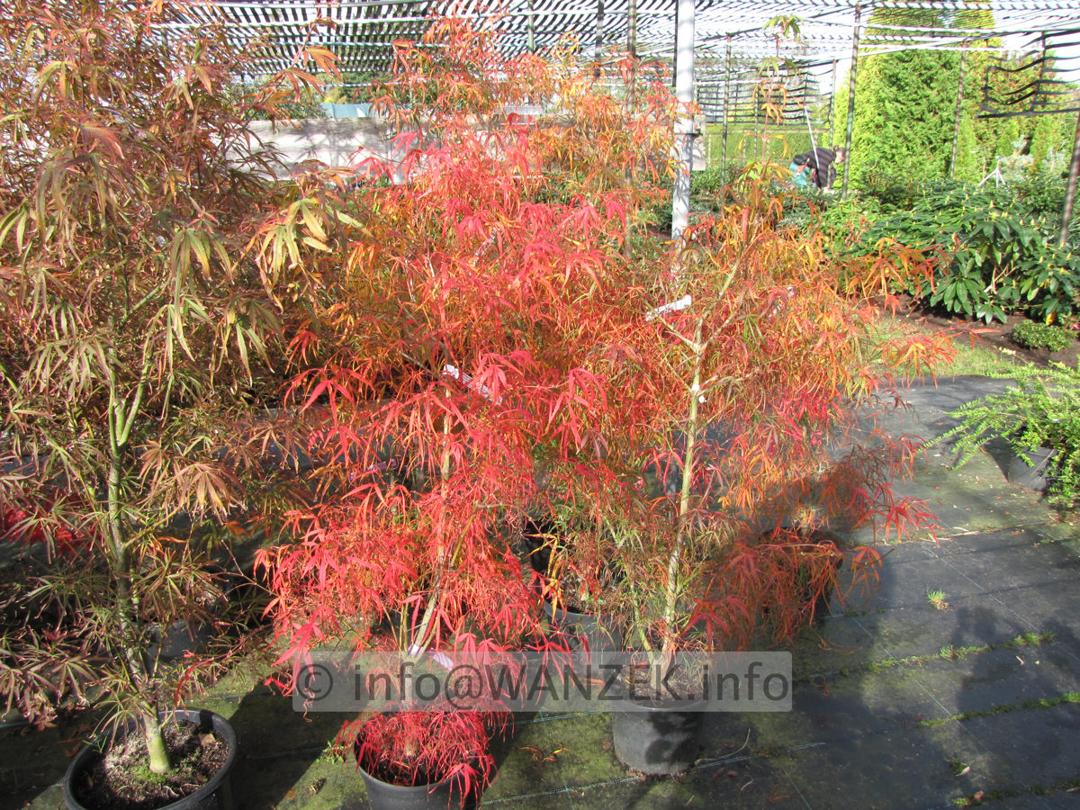 Acer palmatum Koto no ito - Herbst 1a.JPG